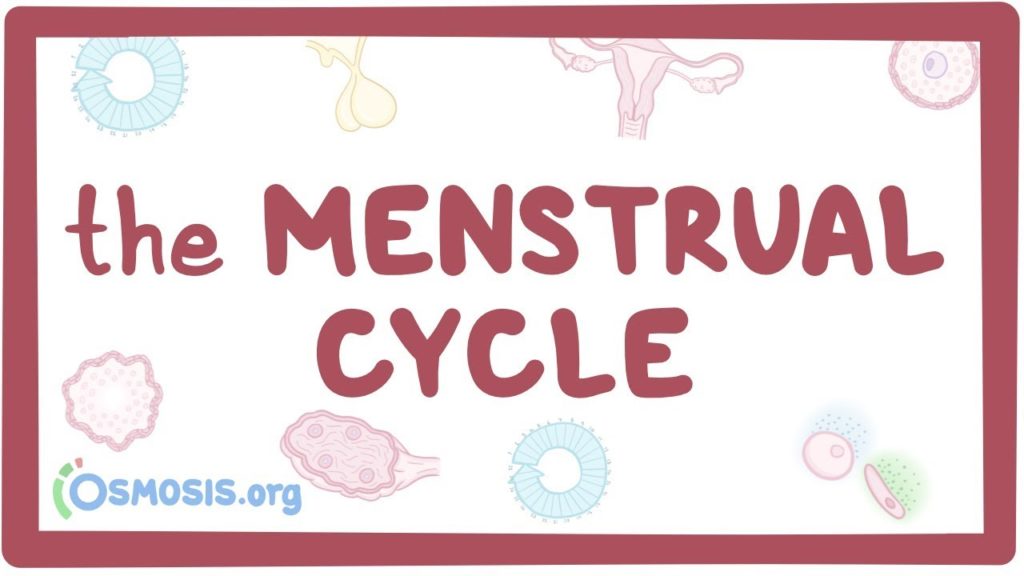 Our Monthly Cycle & Our Hormones