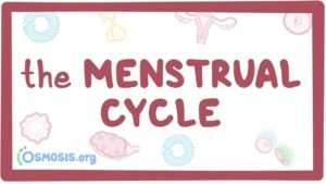 Our Monthly Cycle & Our Hormones